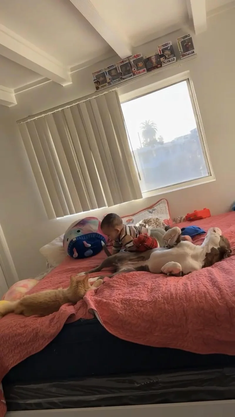 A young medium-sized female White / Cream American Staffordshire Terrier dog named Chloeurgentkid Dog Cat Friendly for adoption in Encino, CA
