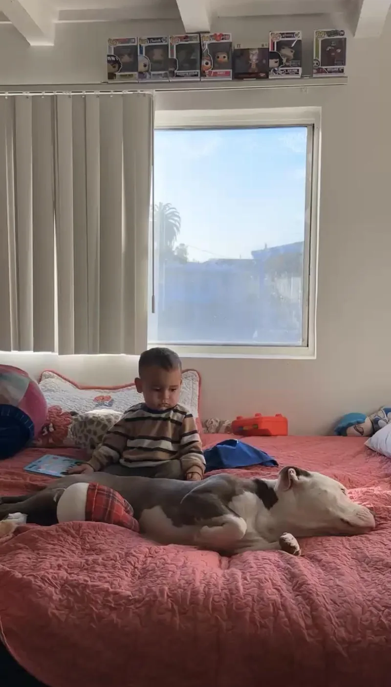 Chloeurgentkid Dog Cat Friendly thumbnail 3