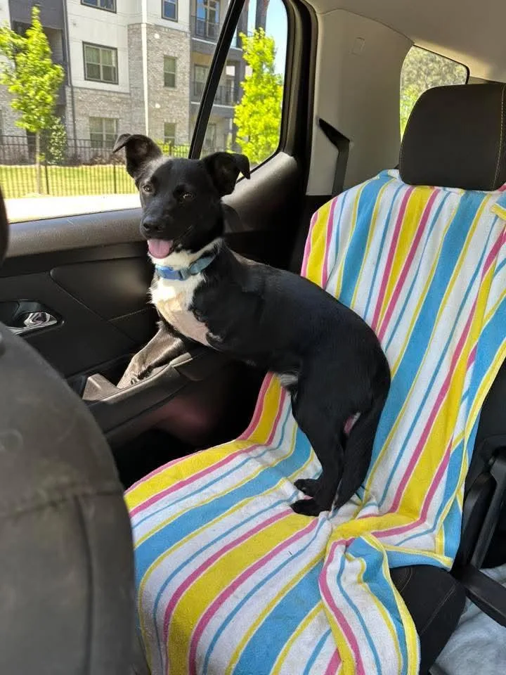 A young medium-sized male Terrier dog named WallE for adoption in Locust Grove, GA