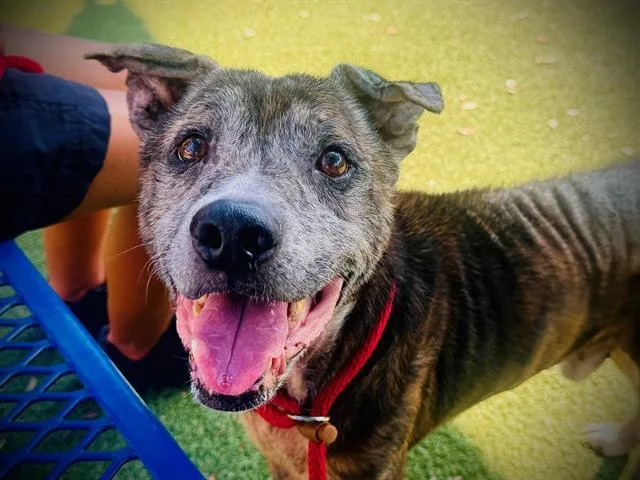 An adult large-sized male Pit Bull Terrier dog named Marlin for adoption in Orlando, FL