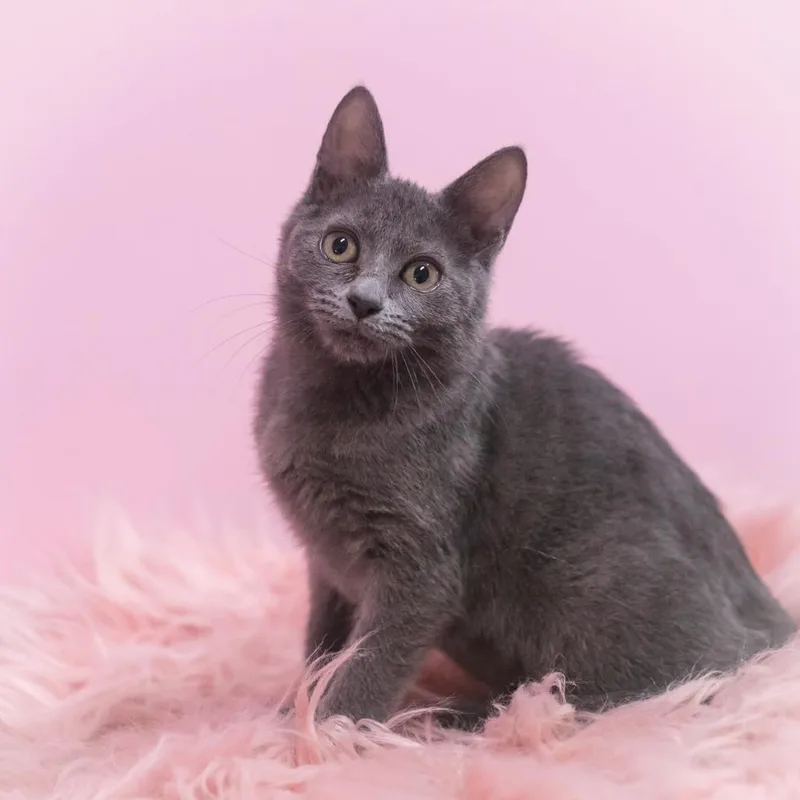 A baby small-sized female Gray / Blue / Silver Russian Blue cat named Charisse for adoption in Ponte Vedra, FL