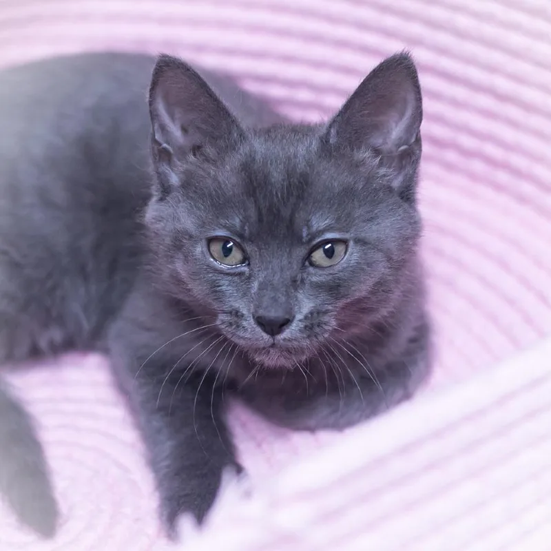 Charisse thumbnail 2