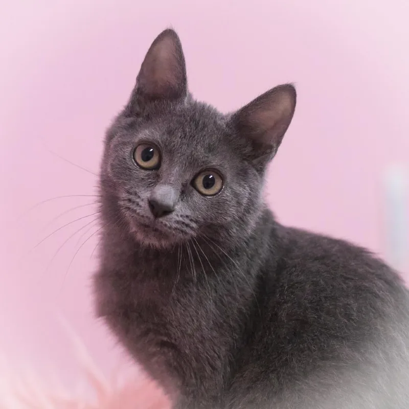 Charisse thumbnail 3