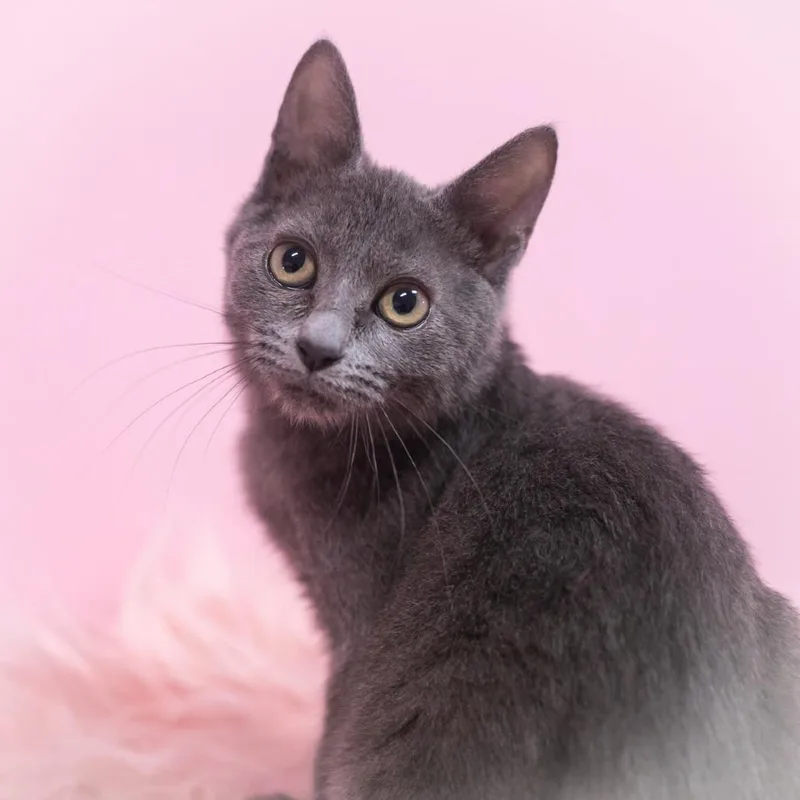 Charisse thumbnail 4