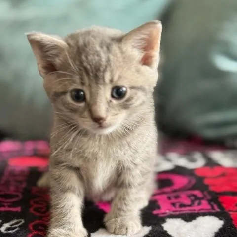 Chip