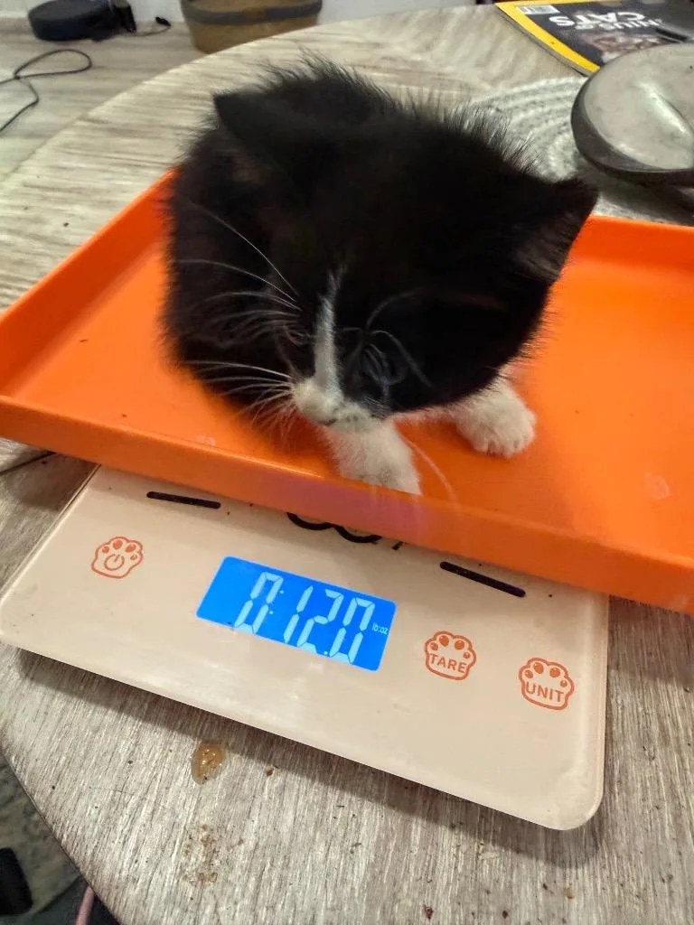 A baby small-sized female Domestic Short Hair cat named Blanket Burrito for adoption in Newnan, GA