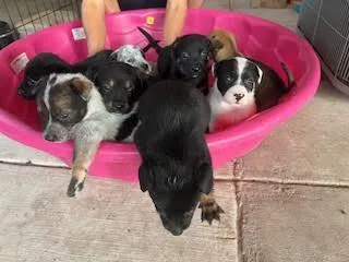 Same Mama With  thumbnail 2
