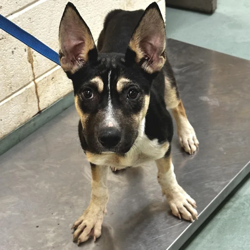 A baby small-sized male Brown / Chocolate Mixed Breed dog named Wren for adoption in Memphis, TN