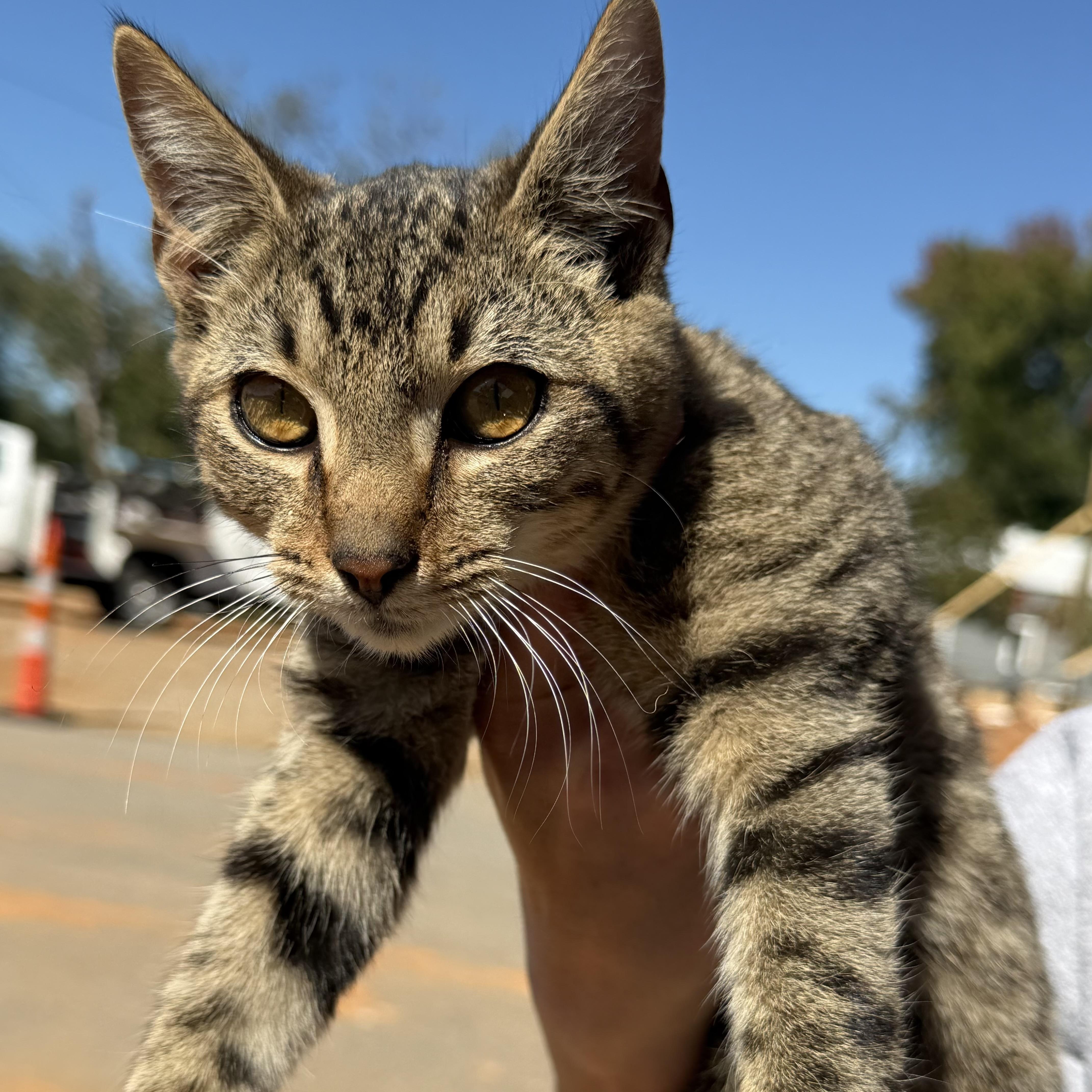 Tigger thumbnail 2