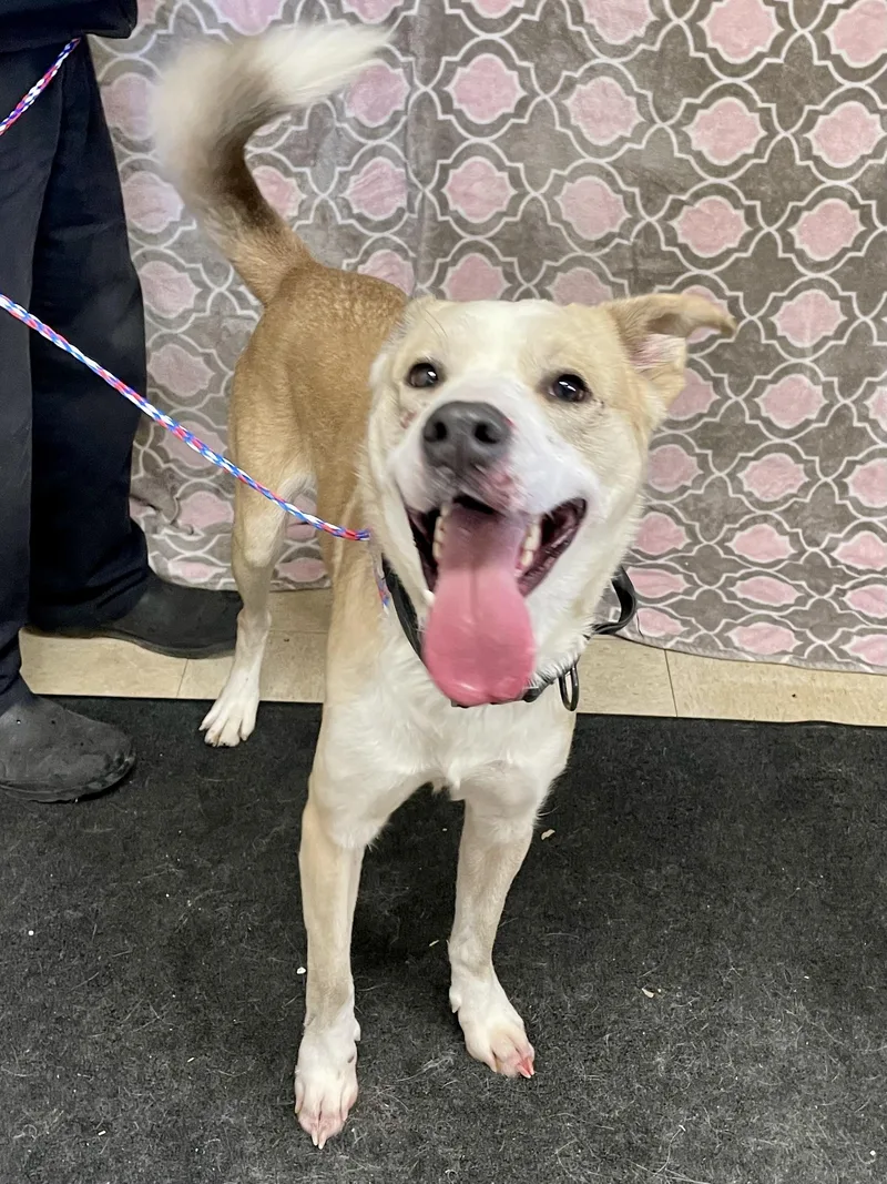 A young medium-sized male Apricot / Beige Mixed Breed dog named Henry for adoption in Washington Court House, OH