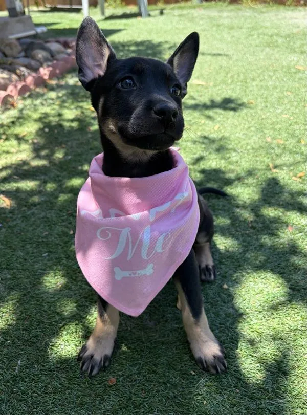 A baby small-sized female Labrador Retriever dog named Eminem for adoption in San Diego, CA