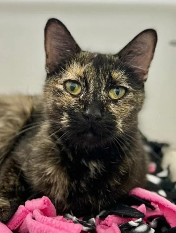A young medium-sized female Domestic Short Hair cat named Rasha for adoption in Menomonie, WI