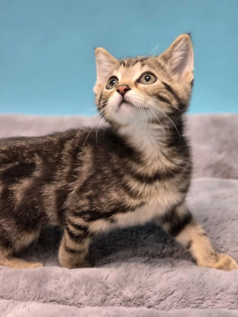 A baby medium-sized female Domestic Short Hair cat named Sawyer for adoption in Huntington, IN