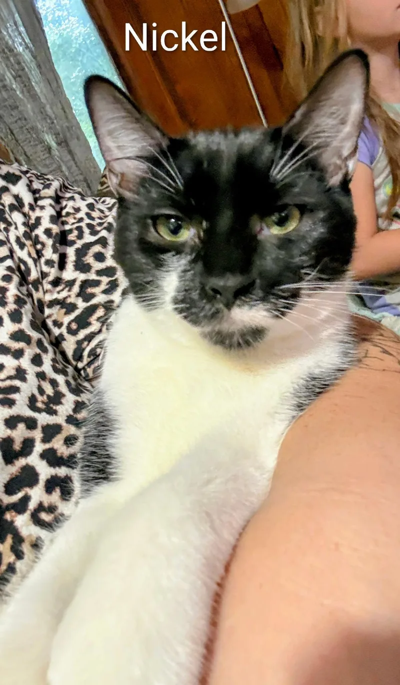 A young medium-sized male Black & White / Tuxedo Domestic Short Hair cat named Nickel for adoption in Binghamton, NY