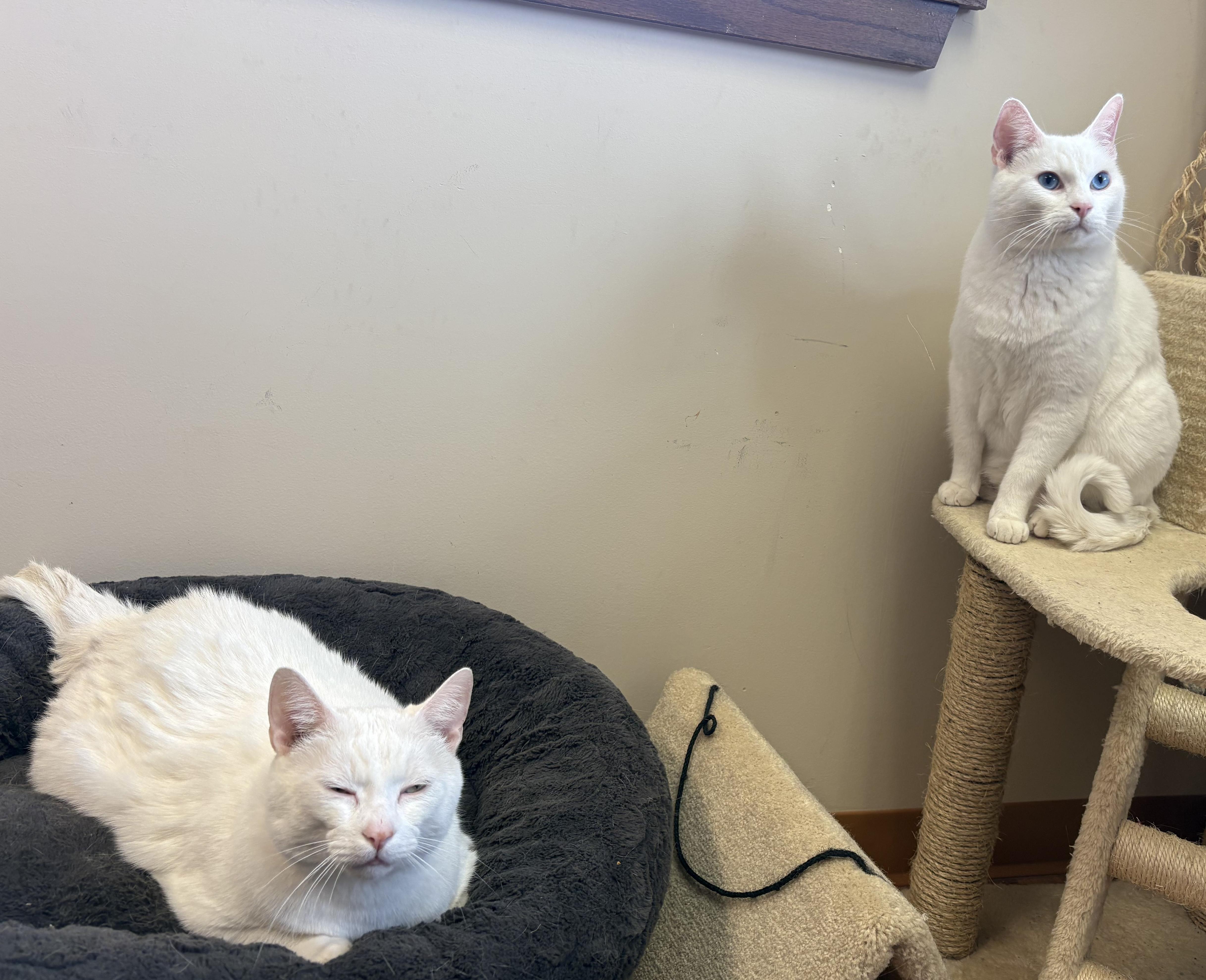 Snow And Blue thumbnail 2