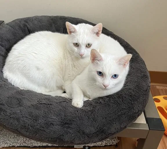 Snow And Blue thumbnail 4