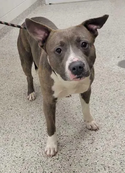 An adult large-sized male Gray / Blue / Silver Pit Bull Terrier dog named Bartlebee for adoption in Kansas City, MO