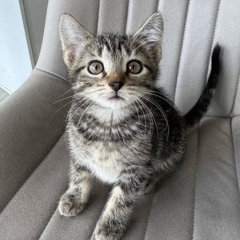 Jellybean