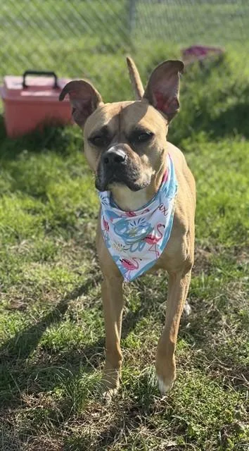 An adult large-sized male Pit Bull Terrier dog named Tooka for adoption in Upper Marlboro, MD