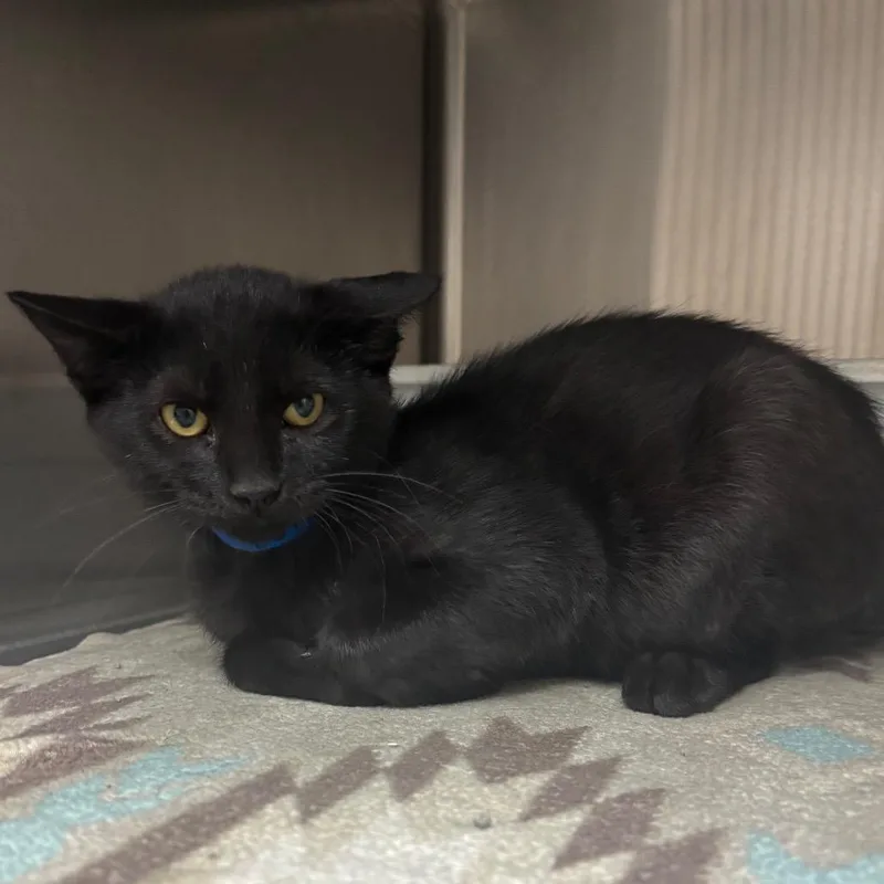 A baby medium-sized male Domestic Short Hair cat named Diesel for adoption in Lakeland, FL