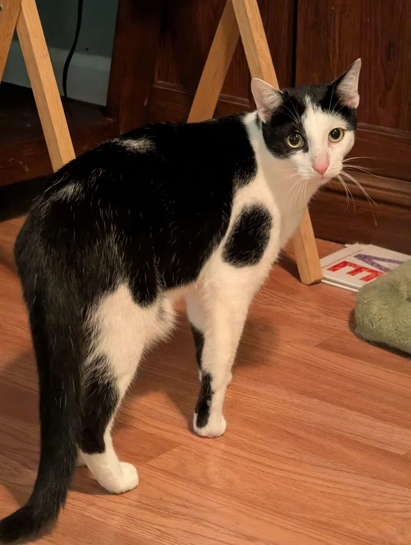 A young medium-sized male Black & White / Tuxedo Domestic Short Hair cat named Momo for adoption in Clover, SC