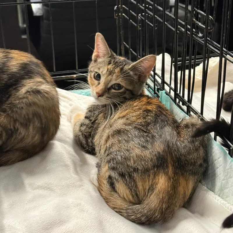 A baby small-sized female Torbie Domestic Short Hair cat named Mary for adoption in Pasadena , MD
