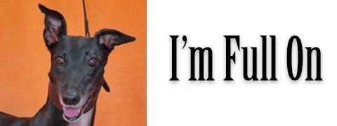 An adult large-sized male Greyhound dog named I’m Full On for adoption in Douglasville, GA