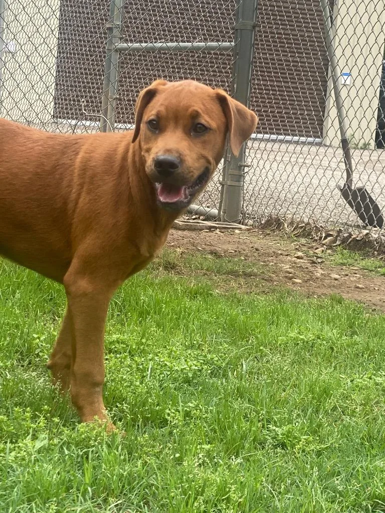 A baby medium-sized female Rottweiler dog named Zena for adoption in Seven Points, TX