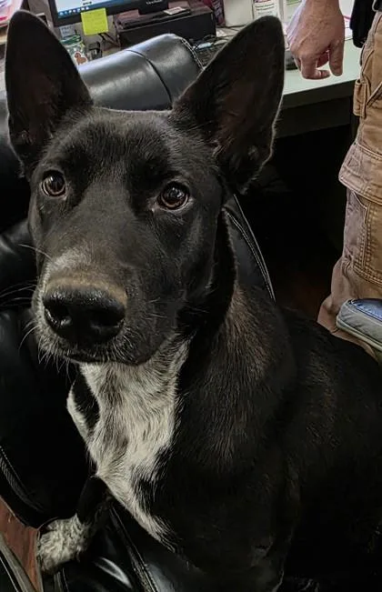 A young medium-sized female Mixed Breed dog named Pooh for adoption in Blue Ridge, GA