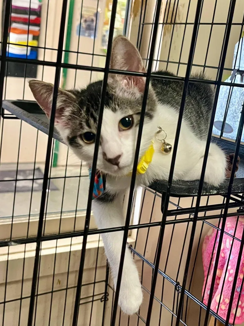 A baby medium-sized male Tabby (Brown / Chocolate) Domestic Short Hair cat named Milkshake for adoption in Leavenworth, KS