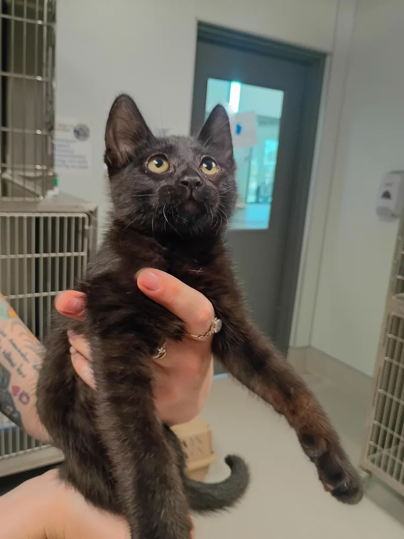 A baby small-sized male Domestic Short Hair cat named Taurus for adoption in Chico, CA