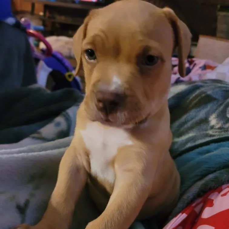 A baby medium-sized male Brown / Chocolate Pit Bull Terrier dog named Deisel for adoption in Springfield, IL