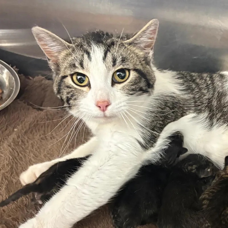 A young medium-sized female Gray / Blue / Silver Domestic Short Hair cat named Nakita for adoption in Rifle, CO