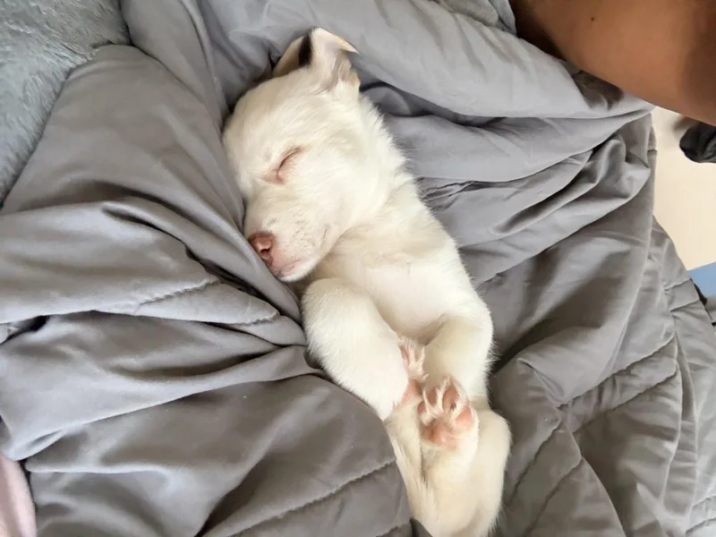A baby large-sized female Husky dog named Chloe HaveLock Litter for adoption in Holly Springs, NC