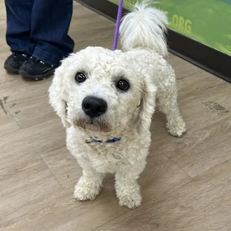 An adult small-sized male White / Cream Poodle dog named SVASStray for adoption in Verona, VA