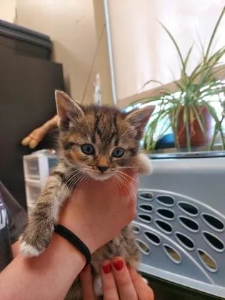 A baby small-sized female Domestic Short Hair cat named Sun Chip for adoption in Fishers, IN