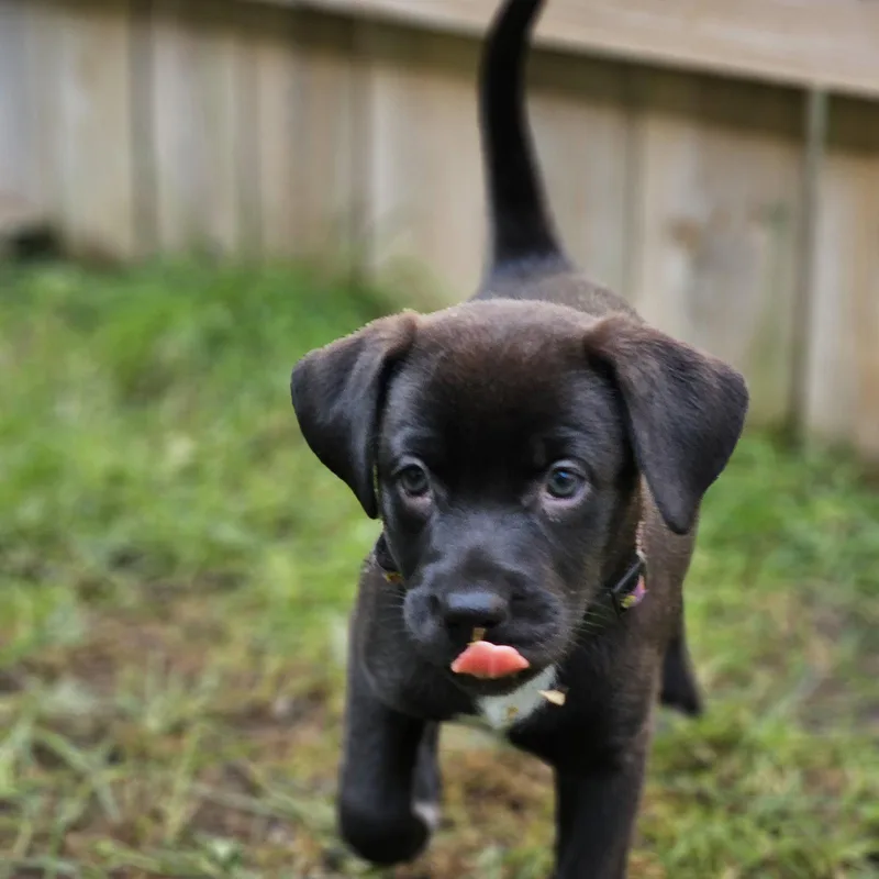 A young medium-sized female Labrador Retriever dog named Professor Shelly for adoption in Fargo, ND