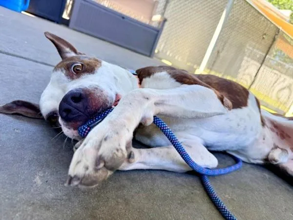 An adult medium-sized male Pit Bull Terrier dog named Frito for adoption in Salt Lake City, UT