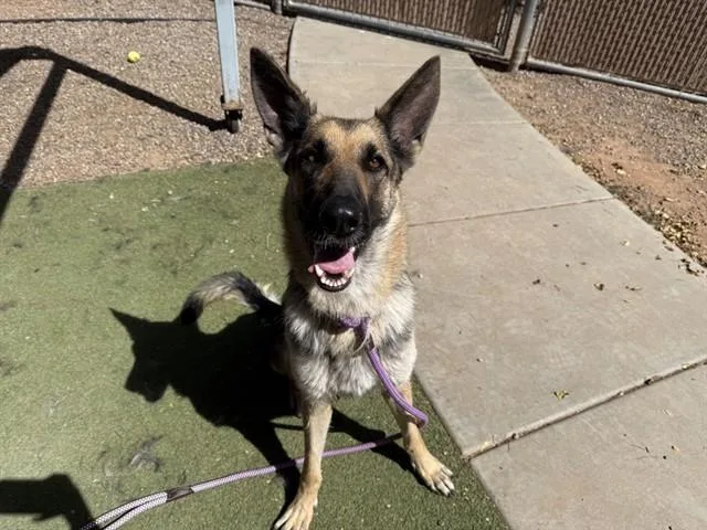 An adult large-sized female German Shepherd Dog dog named Palma for adoption in Phoenix, AZ
