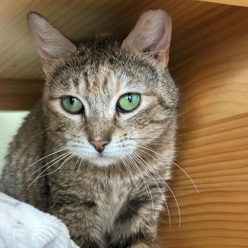 An adult medium-sized female Torbie Domestic Short Hair cat named Tiffany for adoption in Skokie, IL