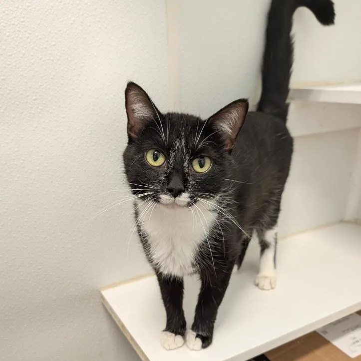 A young medium-sized female Black & White / Tuxedo Domestic Short Hair cat named Serenity for adoption in Waynesville, NC