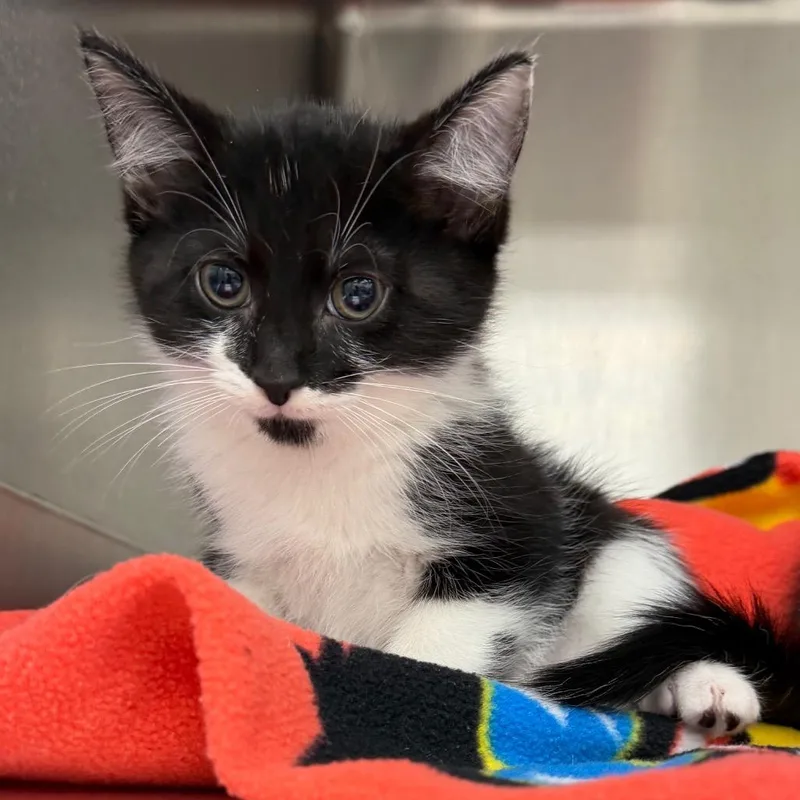 A baby small-sized male Black Domestic Short Hair cat named Kobe for adoption in Zanesville, OH