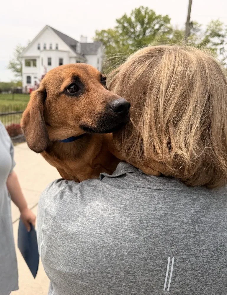 A baby medium-sized male Hound dog named Bosco for adoption in Willingboro, NJ