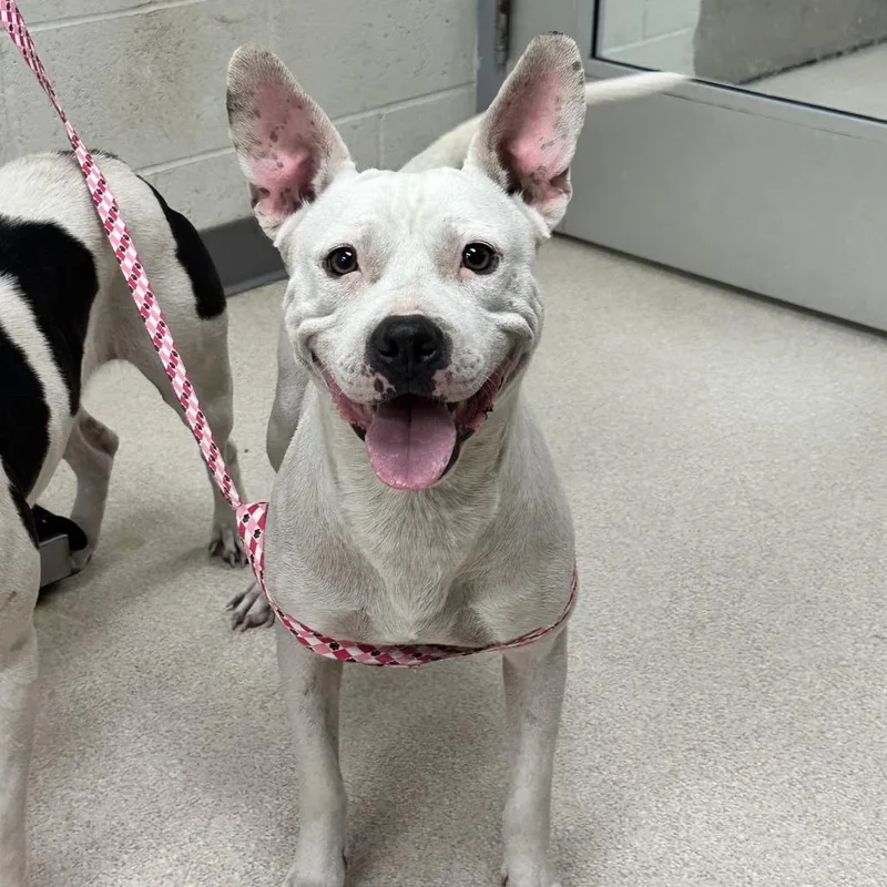 An adult medium-sized female American Staffordshire Terrier dog named Lily for adoption in Evansville, IN