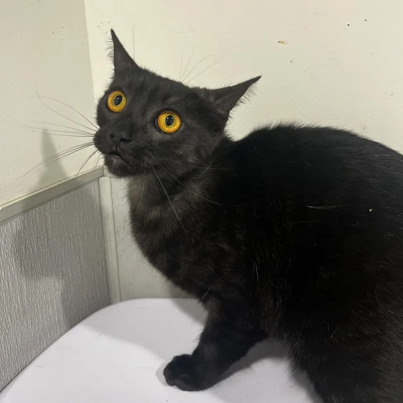 An adult medium-sized female Black Domestic Short Hair cat named Little Miss for adoption in Tampa, FL
