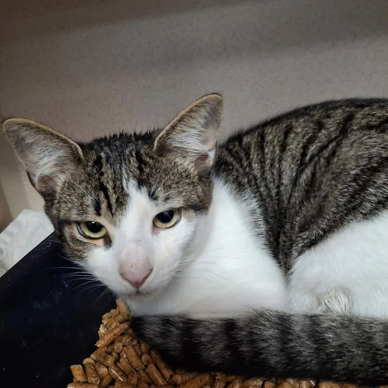 A baby medium-sized male Domestic Short Hair cat named Norrington for adoption in Lakeland, FL