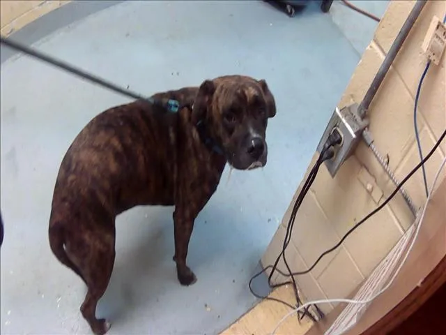 An adult extra large-sized male Mastiff dog named Jack for adoption in Tulsa, OK