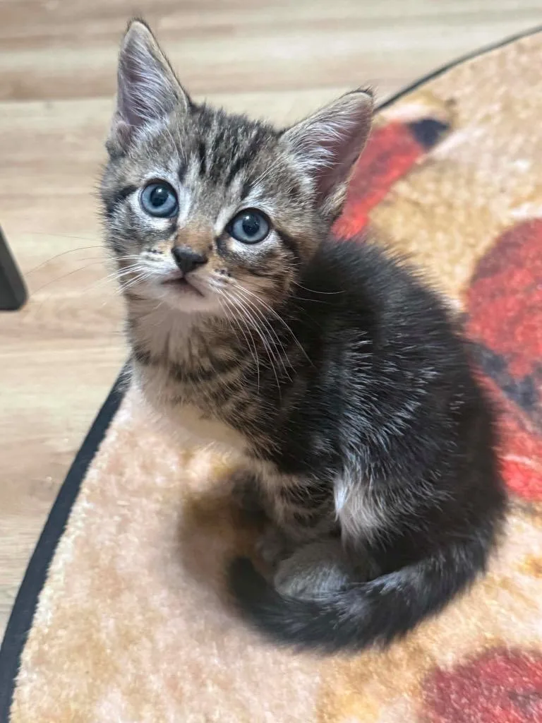 A baby small-sized male Domestic Short Hair cat named Maki for adoption in Orlando, FL