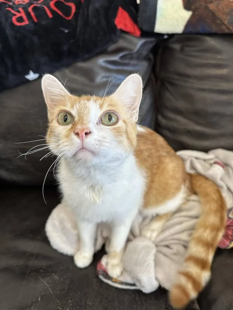 Tom Tom Cream Puff thumbnail 2