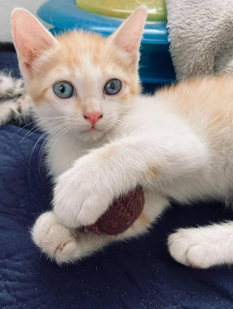 Tom Tom Cream Puff thumbnail 3